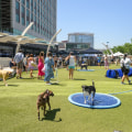 A Pet-Friendly Summer in Loudoun County, Virginia